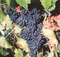 Darlington Vineyard - Holiday Find