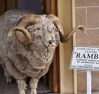 Tasmanian Wool Centre - Holiday Find