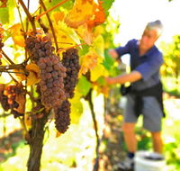 Native Point Wines - Holiday Find
