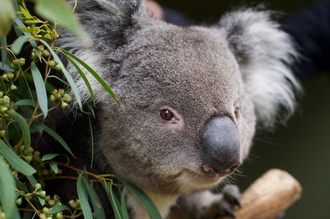 Bonorong Wildlife Sanctuary - Holiday Find 3