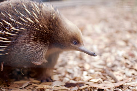Bonorong Wildlife Sanctuary - Holiday Find 5