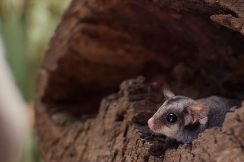 Bonorong Wildlife Sanctuary - Holiday Find 6