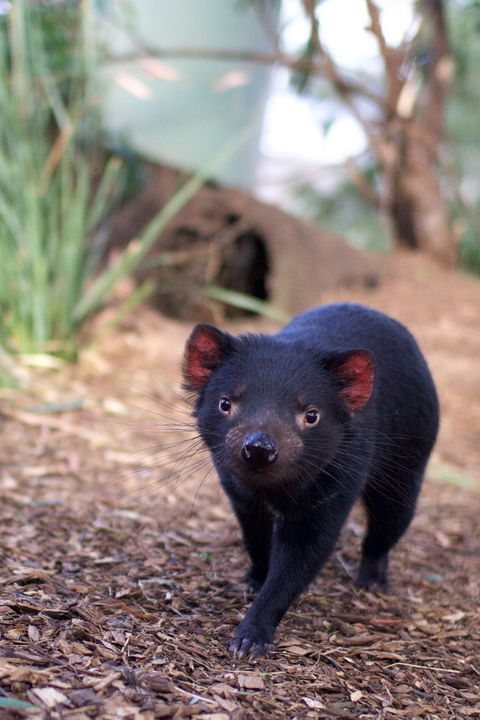 Bonorong Wildlife Sanctuary - Holiday Find 7