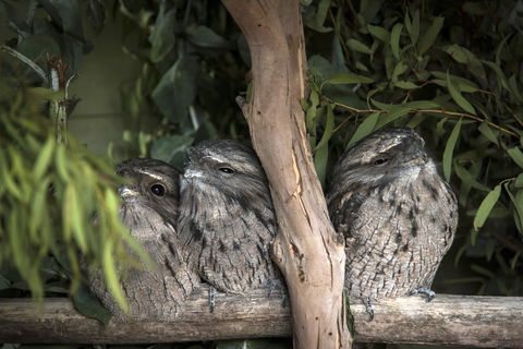 Bonorong Wildlife Sanctuary - Holiday Find 8