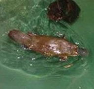 Platypus House - Holiday Find