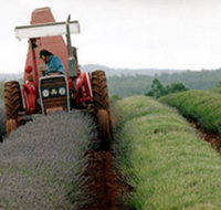Bridestowe Lavender Farm - Holiday Find