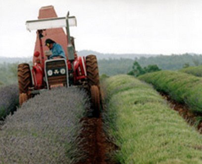 Bridestowe Lavender Farm - Holiday Find 0