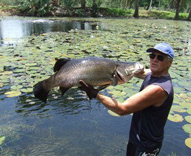 Barra Feeding - Holiday Find 0