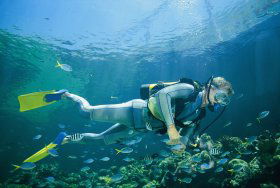 Kirra Reef Dive Site - Holiday Find 0