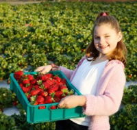 Strawberry Fields - Holiday Find