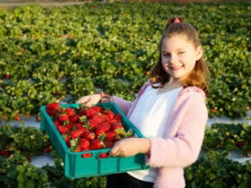 Strawberry Fields - Holiday Find 0