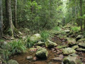 Amamoor State Forest - Holiday Find 0