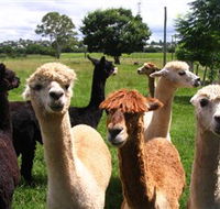 Banyandah Alpacas