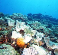 Mudjimba Old Woman Island Dive Site - Holiday Find