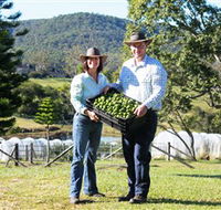 Hinterland Feijoas - Holiday Find