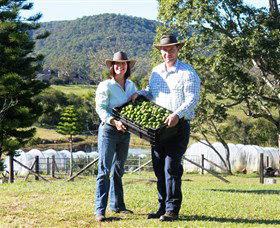 Hinterland Feijoas - Holiday Find 0