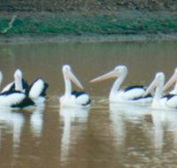 Pelican Point - Holiday Find