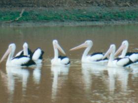 Pelican Point - Holiday Find 0