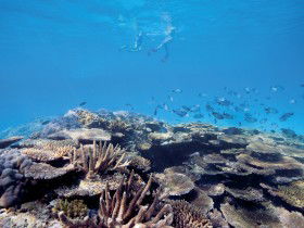 Australian Institute Of Marine Science - Holiday Find 0