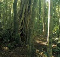 Mount Bithongabel - Holiday Find