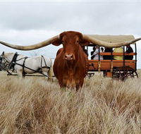 Texas Longhorn Wagon Tours and Safaris