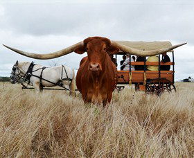 Texas Longhorn Wagon Tours And Safaris - Holiday Find 0