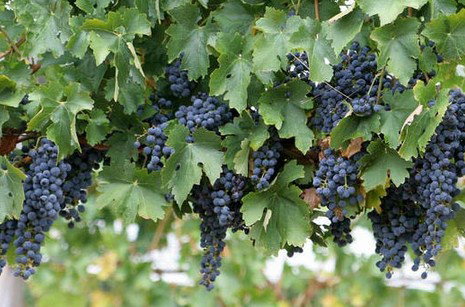 South Burnett Wine Trail - Holiday Find 0