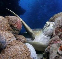 Light House Bommie Dive Site - Holiday Find