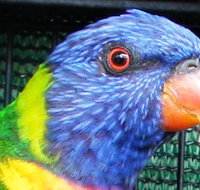 Fraser Coast Wildlife Sanctuary - Holiday Find