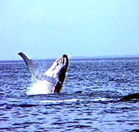 Whale Watching - Holiday Find