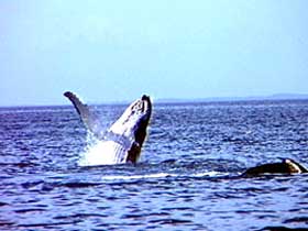 Whale Watching - Holiday Find 0