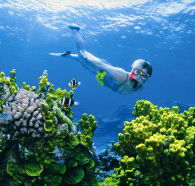 Wheeler Reef Dive Site - Holiday Find