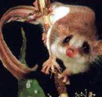 Carrowong Fauna Sanctuary - Holiday Find