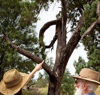 Charleville - Outback Native Timber Walk - Holiday Find