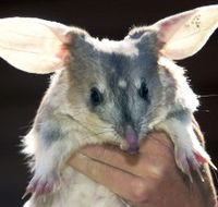 Charleville - Bilby Experience - Holiday Find