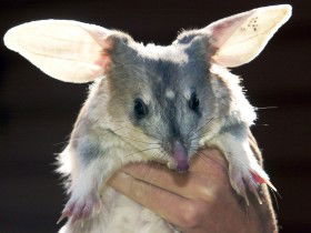 Charleville - Bilby Experience - Holiday Find 0