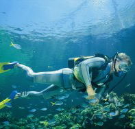 Manta Ray Bommie Dive Site - Holiday Find
