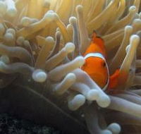 Flat Rock Dive Site - Holiday Find