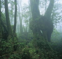West Canungra Creek Circuit - Holiday Find