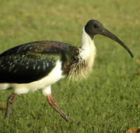 Toowoomba Bicentennial Waterbird Habitat - Holiday Find