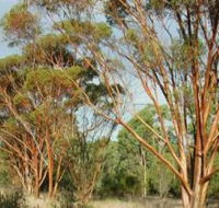 Myall Park Botanic Garden - Holiday Find