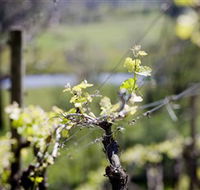 Elan Vineyard and Winery - Holiday Find