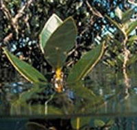 Jawbone Marine Sanctuary - Holiday Find