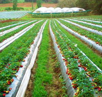 Kookaberry Strawberry Farm - Holiday Find