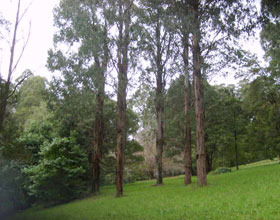 Mount Dandenong Arboretum - Holiday Find 0