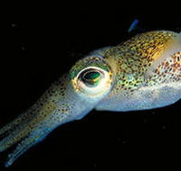 Corner Inlet Marine National Park