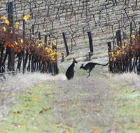 Blue Pyrenees Estate - Holiday Find