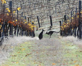 Blue Pyrenees Estate - Holiday Find 0