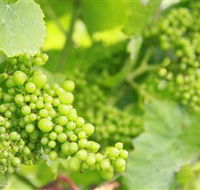 Waratah Hills Vineyard - Holiday Find