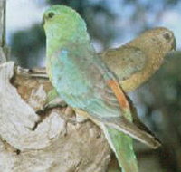 Lake Albacutya Regional Park - Holiday Find